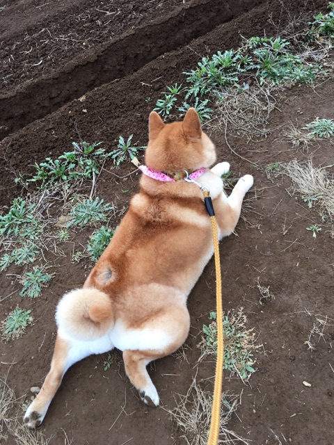 しっぽとしっぽ置き場の変形を観察しよう 柴犬どんぐり三毛猫たんぽぽ Powered By ライブドアブログ しっぽとしっぽ置き場の変形を観察しよう 柴犬どんぐり三毛猫たんぽぽ Powered By ライブドアブログ