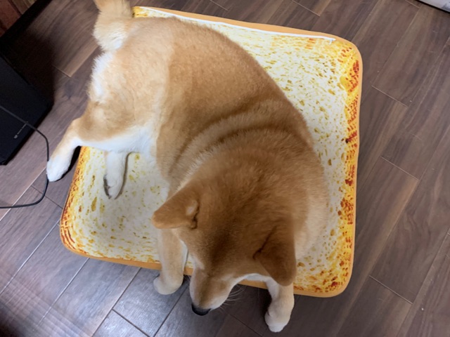 食パンクッション に乗りこなし 使いこなす柴犬 柴犬どんぐり三毛猫たんぽぽ Powered By ライブドアブログ 食パンクッション に乗りこなし 使いこなす柴犬 柴犬どんぐり三毛猫たんぽぽ Powered By ライブドアブログ