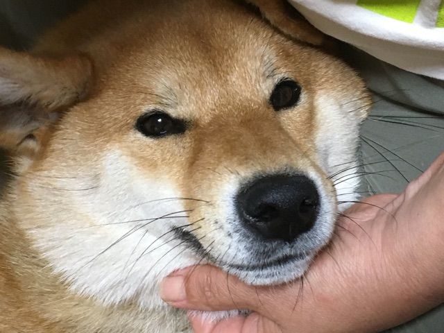 母が柴犬にいじめられる理由 柴犬どんぐり三毛猫たんぽぽ Powered By ライブドアブログ