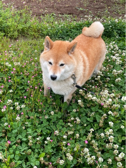 雨の日にキレイになる柴犬の仕組み 柴犬どんぐり三毛猫たんぽぽ Powered By ライブドアブログ