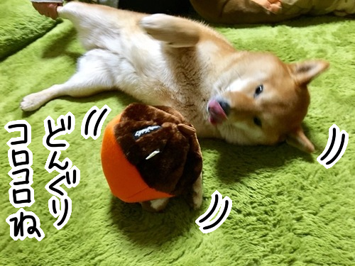 下克上だ リスをいたぶり喰らうどんぐり 柴犬 柴犬どんぐり三毛猫たんぽぽ Powered By ライブドアブログ