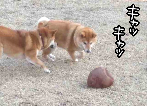6hqn3j13