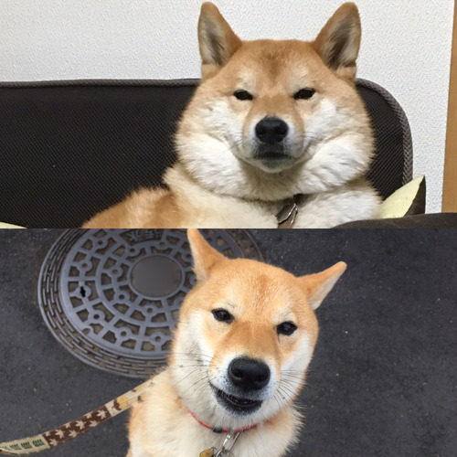 上、冬毛/下、夏毛
