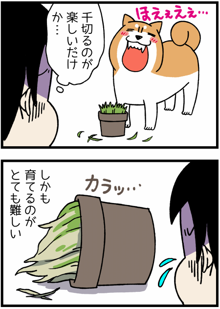 20170628葉っぱ22