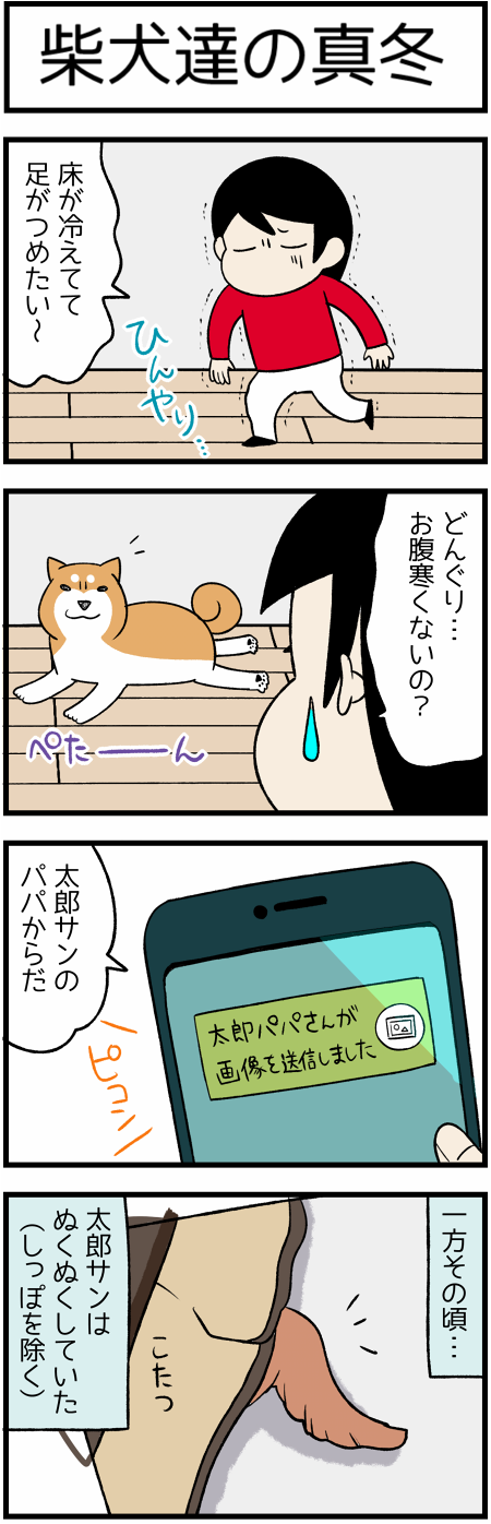 20181229真冬の柴犬1