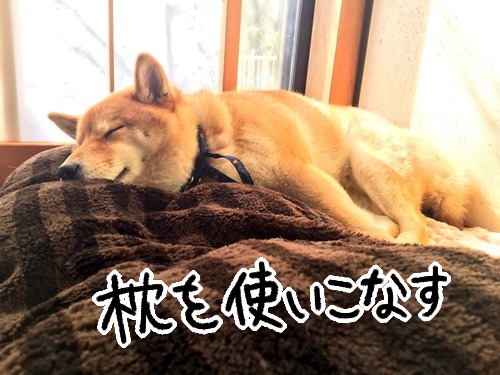 おっさん顔でも 犬の寝顔は最強の免罪符 柴犬どんぐり三毛猫たんぽぽ Powered By ライブドアブログ