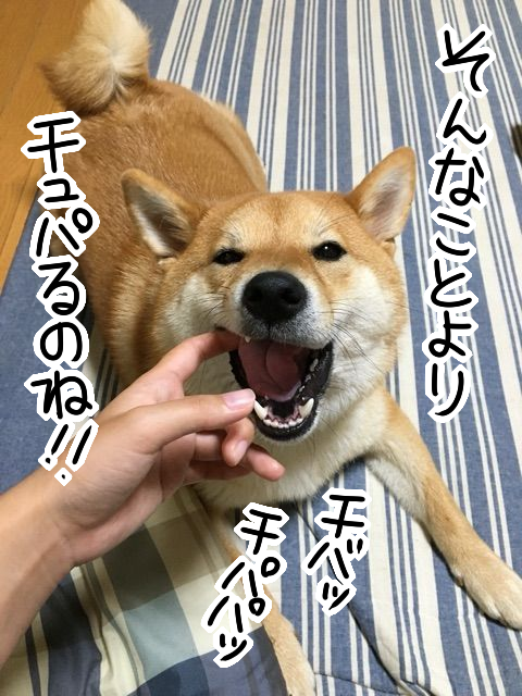 柴犬の面白いクセ いつまでチュパチュパしてくれるのか 柴犬どんぐり三毛猫たんぽぽ Powered By ライブドアブログ