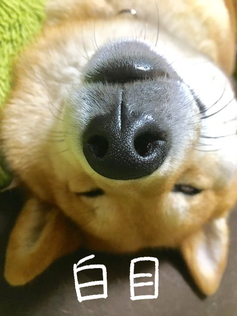 xfc4s7yj
