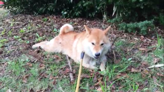 立ち上がるのが面倒くさいけど食べたい柴犬 柴犬どんぐり三毛猫たんぽぽ Powered By ライブドアブログ 立ち上がるのが面倒くさいけど食べたい柴犬 柴犬どんぐり三毛猫たんぽぽ Powered By ライブドアブログ