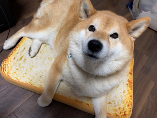 食パンクッション に乗りこなし 使いこなす柴犬 柴犬どんぐり三毛猫たんぽぽ Powered By ライブドアブログ 食パンクッション に乗りこなし 使いこなす柴犬 柴犬どんぐり三毛猫たんぽぽ Powered By ライブドアブログ