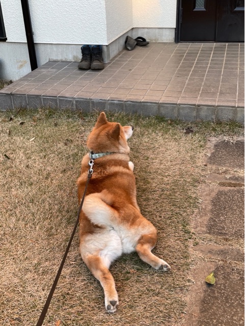 好きなだけどうぞ と言われて本当に好きなだけいる柴犬 柴犬どんぐり三毛猫たんぽぽ Powered By ライブドアブログ