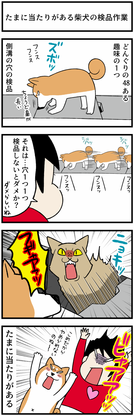 20211021検品柴犬1