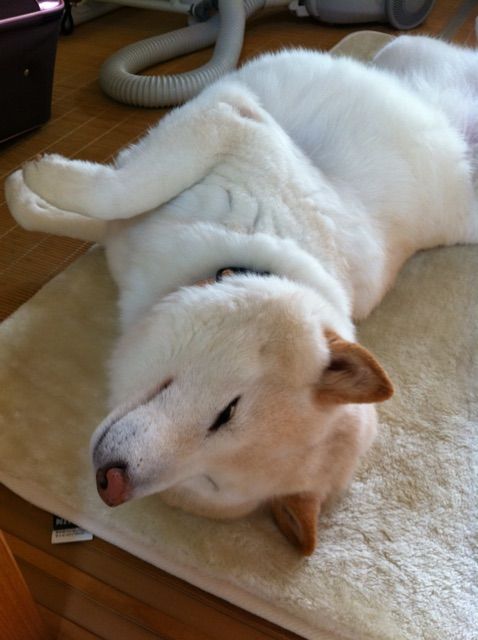 クリームパンに白ストッキングを履いた柴犬 柴犬どんぐり三毛猫たんぽぽ Powered By ライブドアブログ