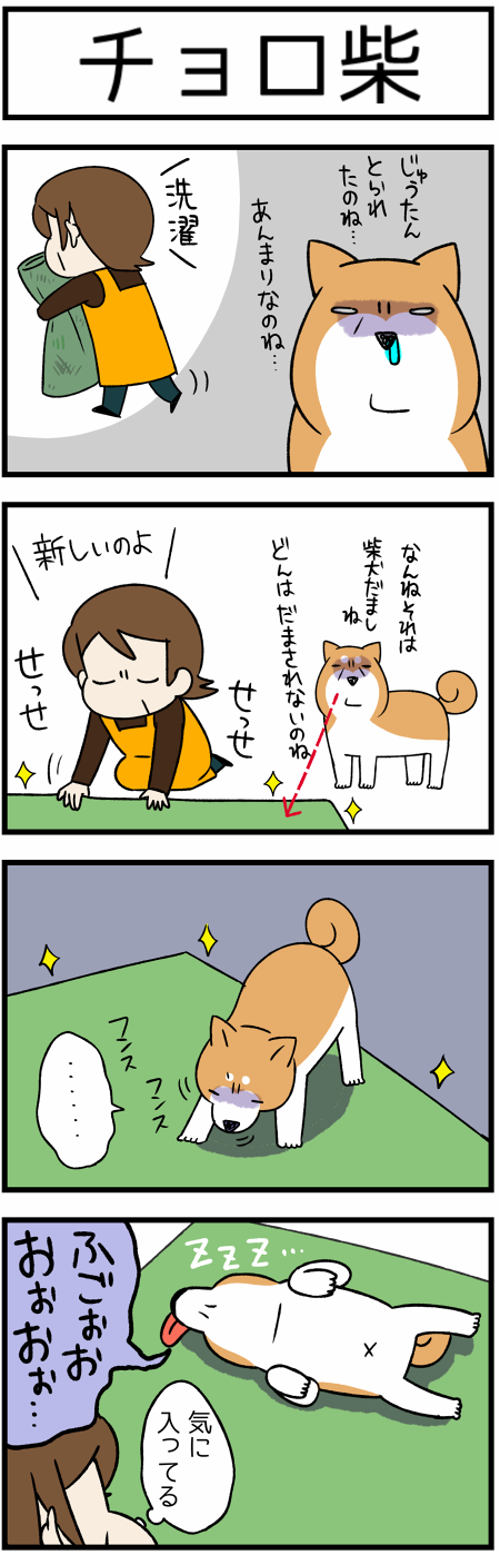 20180715チョロ柴1