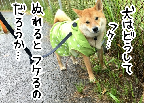 ipfzrmmf