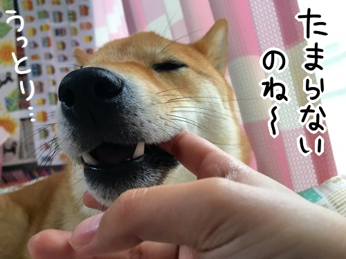 飼い主の指しゃぶりが大好きな柴犬と 変なクセ 柴犬どんぐり三毛猫たんぽぽ Powered By ライブドアブログ