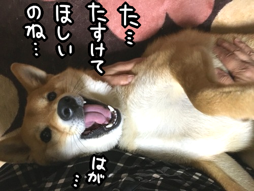 y10ns9hl