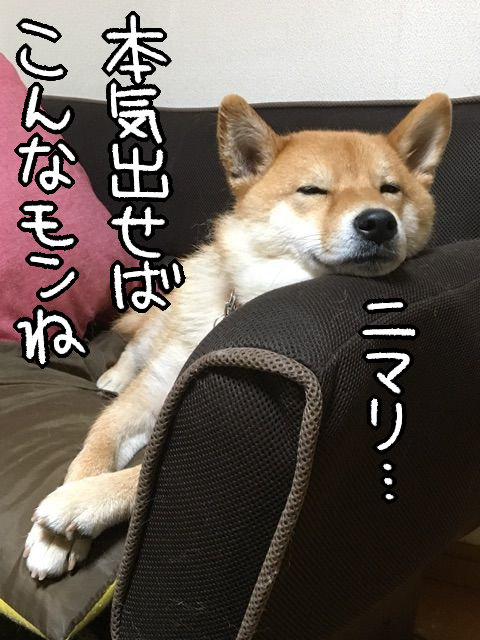 z8nqi0xk