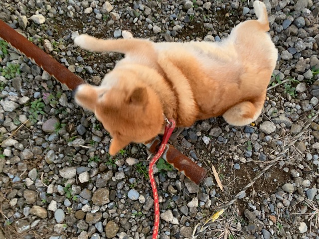 もうすぐ失われる 鏡餅みたいなフォルムの柴犬 柴犬どんぐり三毛猫たんぽぽ Powered By ライブドアブログ