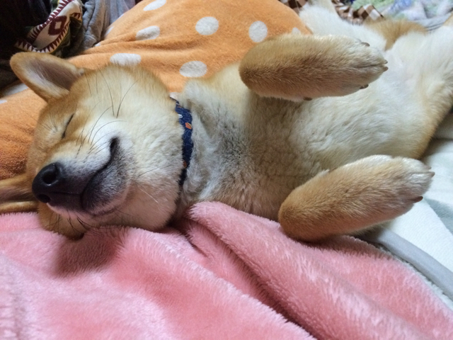 抱っこされて膝でむにゃむにゃ寝ちゃう柴犬 柴犬どんぐり三毛猫たんぽぽ Powered By ライブドアブログ