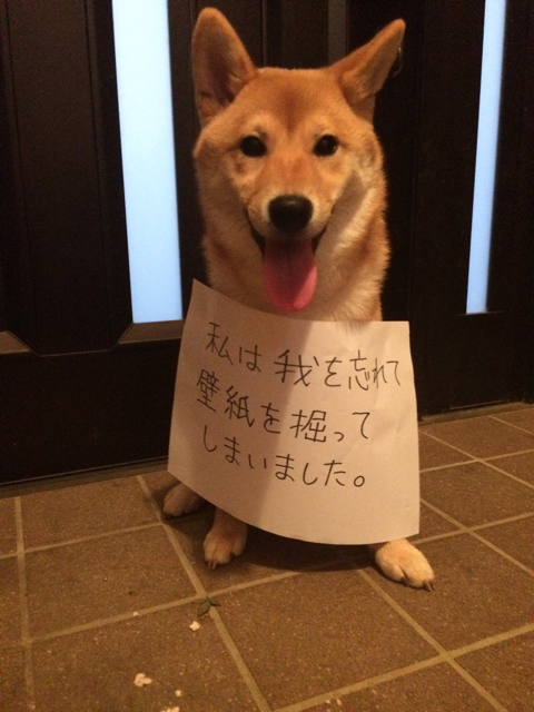 家が壊れちゃうよー 派手にやらかす子犬と反省のポーズ 柴犬どんぐり三毛猫たんぽぽ Powered By ライブドアブログ