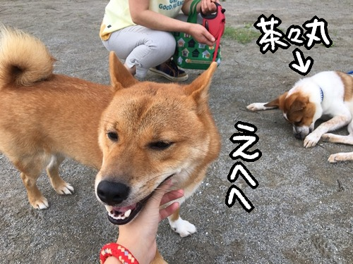 眉間にシワの心優しき茶色 空気の読めない茶色 柴犬どんぐり三毛猫たんぽぽ Powered By ライブドアブログ 眉間にシワの心優しき茶色 空気の読めない茶色 柴犬どんぐり三毛猫たんぽぽ Powered By ライブドアブログ