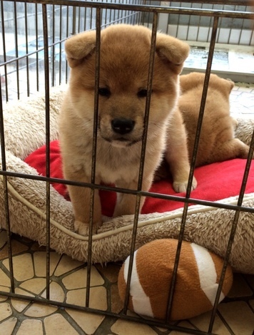 fc2blog_20150419121127471.jpg
