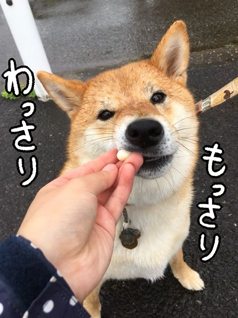 柴犬 ひげ