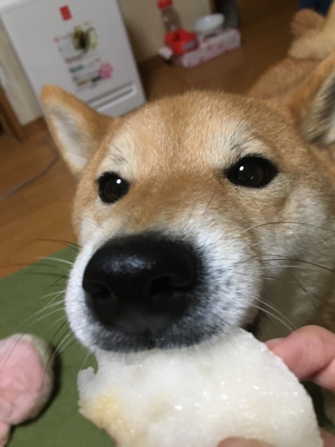 柴犬が一番好きな果物はなんだろう 柴犬どんぐり三毛猫たんぽぽ Powered By ライブドアブログ 柴犬が一番好きな果物はなんだろう 柴犬どんぐり三毛猫たんぽぽ Powered By ライブドアブログ