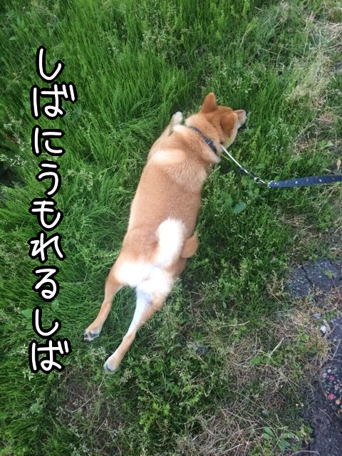 7sclgp0e