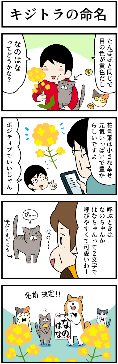 20220728キジトラの命名1