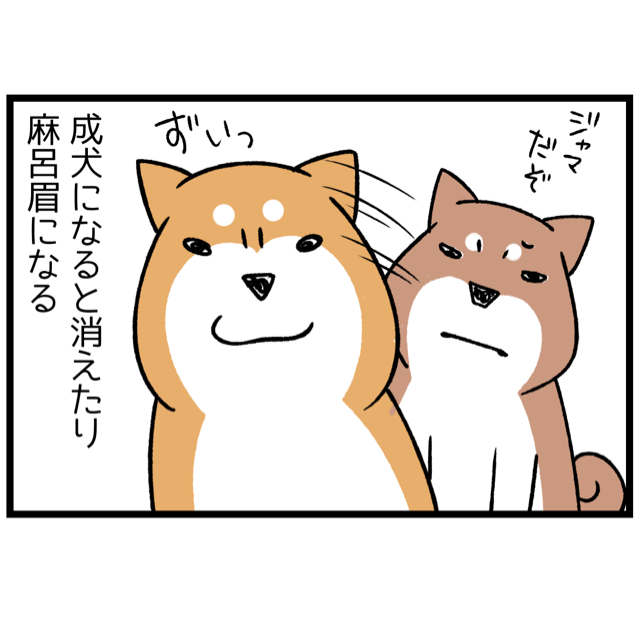 子犬の頃の柴犬には謎の カモメ眉毛期 がある 柴犬どんぐり三毛猫たんぽぽ Powered By ライブドアブログ