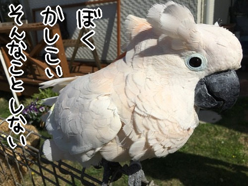 ba8qcv3y