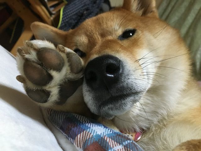 肉球 ペットボトルで柴犬の成長を感じる比較写真 柴犬どんぐり三毛猫たんぽぽ Powered By ライブドアブログ 肉球 ペットボトルで柴犬の成長を感じる比較写真 柴犬どんぐり三毛猫たんぽぽ Powered By ライブドアブログ