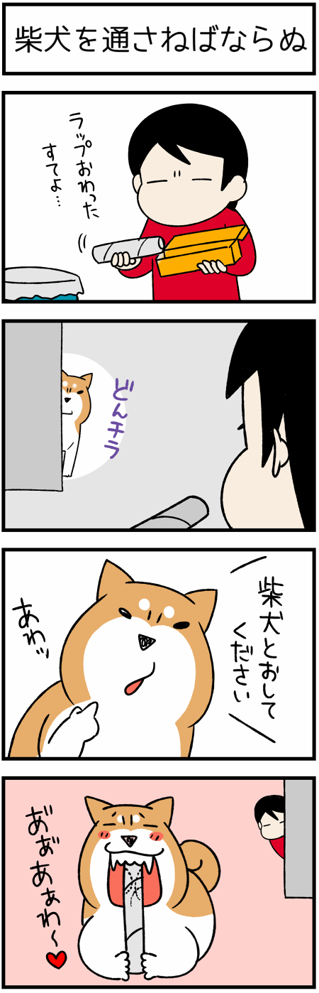 20180706柴犬とおして1
