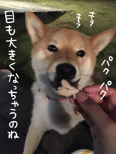 柴犬 ホームシバックで居場所がない そして寝不足チェックアウト 柴犬どんぐり三毛猫たんぽぽ Powered By ライブドアブログ 柴犬 ホームシバックで居場所がない そして寝不足チェックアウト 柴犬どんぐり三毛猫たんぽぽ Powered By ライブドアブログ
