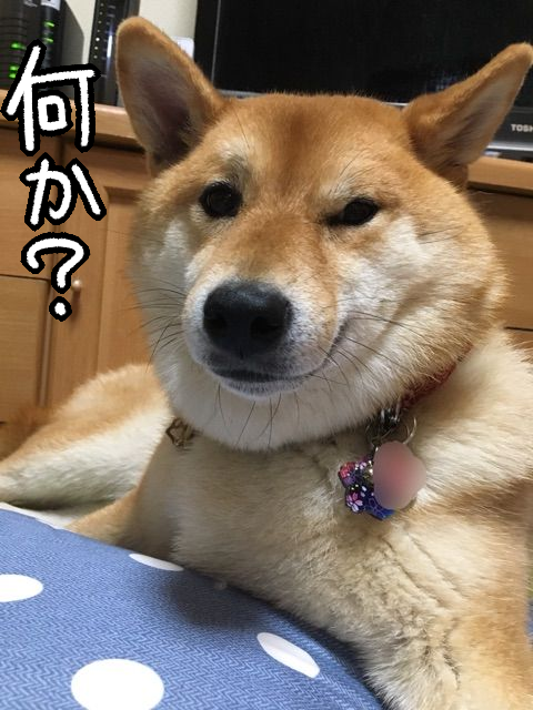 bpgdrq8r