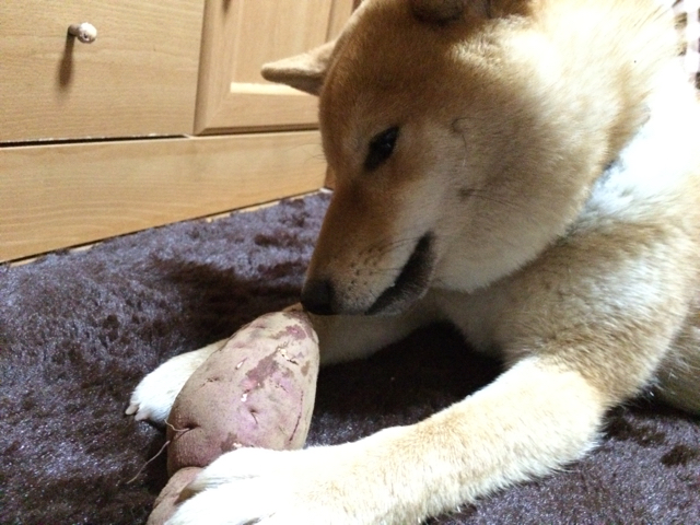 この泥棒犬 柴犬小僧がでたぞー 柴犬どんぐり三毛猫たんぽぽ Powered By ライブドアブログ この泥棒犬 柴犬小僧がでたぞー 柴犬どんぐり三毛猫たんぽぽ Powered By ライブドアブログ