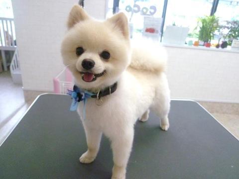 イメージカタログ 75 トイ プードル 柴犬 イメージカタログ 75 トイ プードル 柴犬