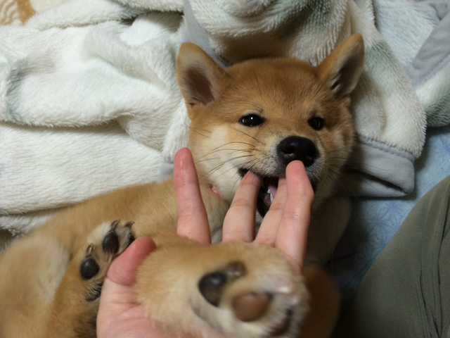 柴犬の子犬と 香ばしいあのカホリ 柴犬どんぐり三毛猫たんぽぽ Powered By ライブドアブログ 柴犬の子犬と 香ばしいあのカホリ 柴犬どんぐり三毛猫たんぽぽ Powered By ライブドアブログ