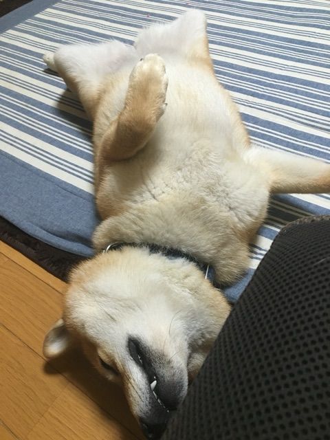 犬を飼ってる家とのご近所トラブルをどうするか 柴犬どんぐり三毛猫たんぽぽ Powered By ライブドアブログ 犬を飼ってる家とのご近所トラブルをどうするか 柴犬どんぐり三毛猫たんぽぽ Powered By ライブドアブログ