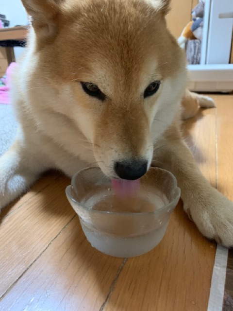 夏の散歩終わりに 柴犬のために氷水を出したところ 柴犬どんぐり三毛猫たんぽぽ Powered By ライブドアブログ