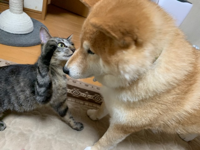 柴犬と猫がじゃれあっている姿は尊い 柴犬どんぐり三毛猫たんぽぽ Powered By ライブドアブログ