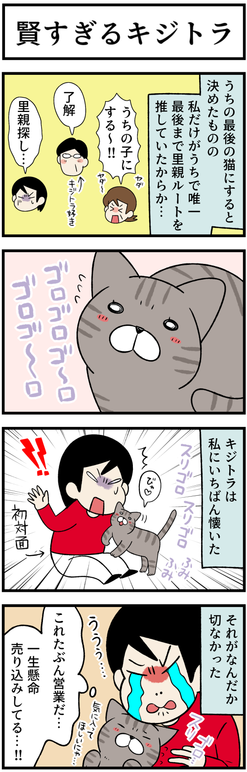20220726賢すぎるキジトラ、ピンとくる名前1
