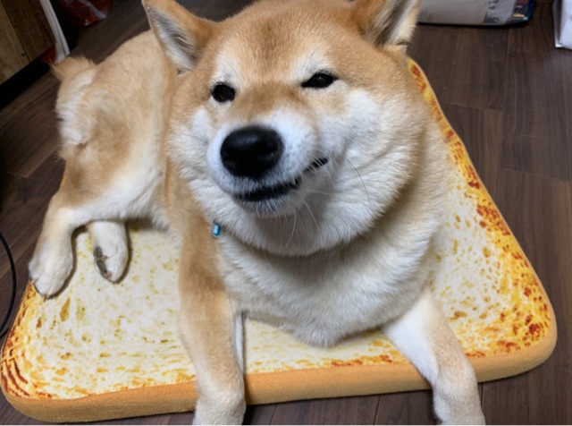 食パンクッション に乗りこなし 使いこなす柴犬 柴犬どんぐり三毛猫たんぽぽ Powered By ライブドアブログ 食パンクッション に乗りこなし 使いこなす柴犬 柴犬どんぐり三毛猫たんぽぽ Powered By ライブドアブログ