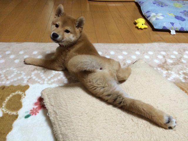 体の ある部分 がものすごく柔らかい柴犬 初めて見たときはビックリ 柴犬どんぐり三毛猫たんぽぽ Powered By ライブドアブログ 体の ある部分 がものすごく柔らかい柴犬 初めて見たときはビックリ 柴犬どんぐり三毛猫たんぽぽ Powered By ライブドアブログ