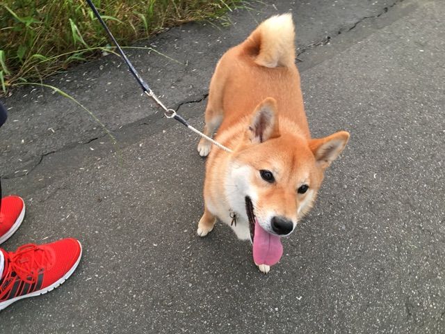 犬の食糞って何 どうすればいいの 柴犬どんぐり三毛猫たんぽぽ Powered By ライブドアブログ