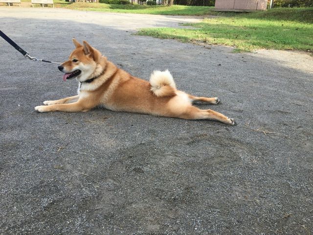 絶対に帰らない 柴犬が動かなくなる理由 柴犬どんぐり三毛猫たんぽぽ Powered By ライブドアブログ
