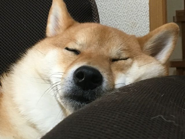 アザラシか 柴犬のモッチリとした寝顔 柴犬どんぐり三毛猫たんぽぽ Powered By ライブドアブログ