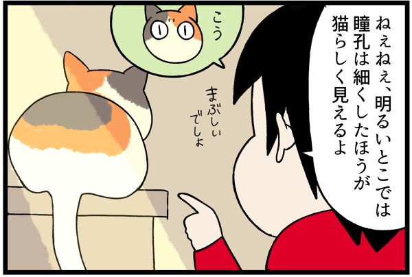 20260706猫らしさを教えた2